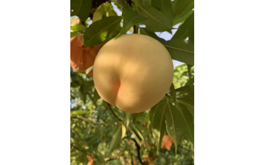 木成り熟成 光田さん 自慢の桃 あかつき 3kg(7～9玉) _S54