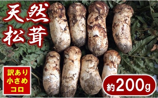 
                  【期間限定】 岩手県産 松茸 天然 約200g 北三陸 【数量限定】 国産 松茸訳あり 小さめ コロ
                