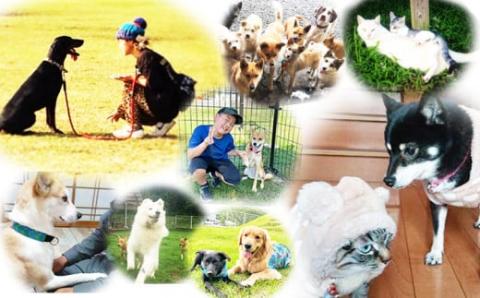 【返礼品なし】【犬猫等愛護活動 犬と猫と人にとって住みよい社会づくりを応援】宮崎県 高原町 特定非営利活動法人 咲桃虎(さくもんと)　TF3013-P00056
