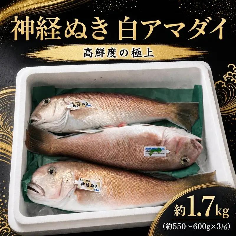 神経ぬき白アマダイ 約1.7kg（3尾） 四万十沖［1760］