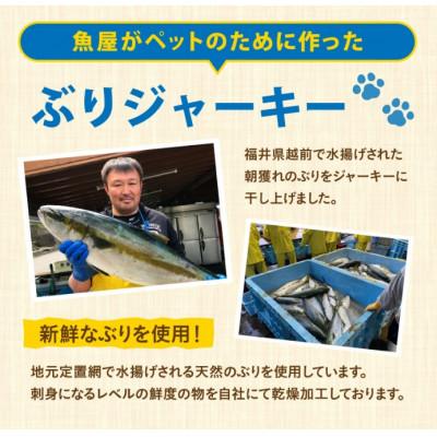 ふるさと納税 福井市 【福井県産】ペットのおやつ　ぶりジャーキー　50g×2袋 |  | 01