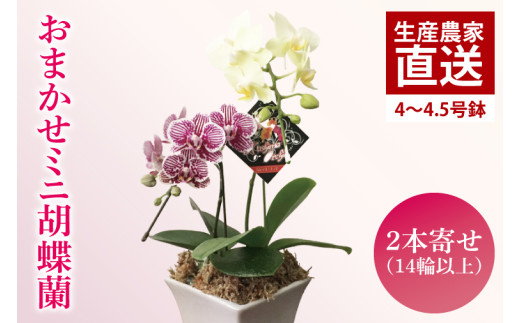 おまかせミニ胡蝶蘭（2本寄せ14輪以上）【陶器鉢】【お花 花 コチョウラン 胡蝶蘭 蘭 贈り物 プレゼント 誕生日 お祝い 誕生日 母の日 父の日 敬老の日 鹿嶋市 茨城県】（KAR-4）