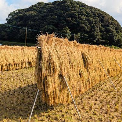 ふるさと納税 糸島市 【令和7年産】福岡県 糸島市産 白米ヒノヒカリ (掛け干し米)5kg [AVQ005] |  | 02