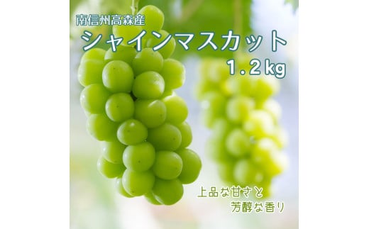 【南信州高森産】シャインマスカット1.2kg 2025年9月中旬より発送 長野県 信州 農家直送 果物 くだもの ぶどう 旬のぶどう シャイン 山吹ぶどう狩り組合