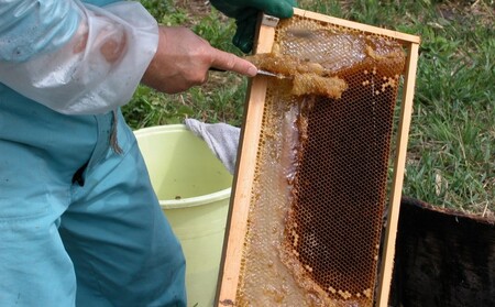 はちみつ セット 2種 高麗人参蜂蜜漬・ローヤルゼリー入り蜂蜜 各750g×1 ハチミツ 蜂蜜 健康 KS-60 