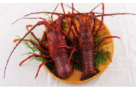 【伊勢海老】活き 伊勢海老 2尾 ( 700g ～ 900g × 2 ) エビ A108