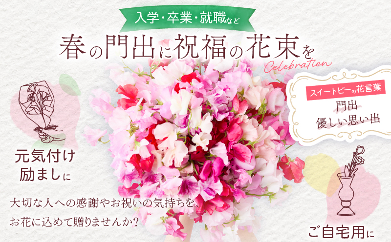 スイートピー 花束 100本 ピンク系 フラワー 期間限定 数量限定 生産者直送 新鮮 花 植物 観賞用 国産 インテリア用品 贈り物 ギフト プレゼント お祝い 誕生日 記念日 人気 おすすめ 癒し