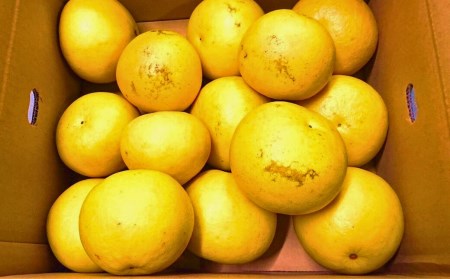 千光士農園の土佐文旦小玉10㎏（ご家庭用スレキズあり）｜文旦文旦文旦文旦文旦文旦文旦文旦文旦