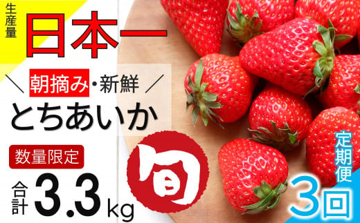 【チョイス限定】【先行予約】【3回定期便】とちあいか 秀品 約1115g以上（4P） 1月～3月発送 | いちご日本一 ミス苺 応援 農林水産省 最多獲得 苺 ストロベリー 人気 果物 フルーツ 定期 定期便 毎月 真岡市 栃木県 限定品種 送料無料