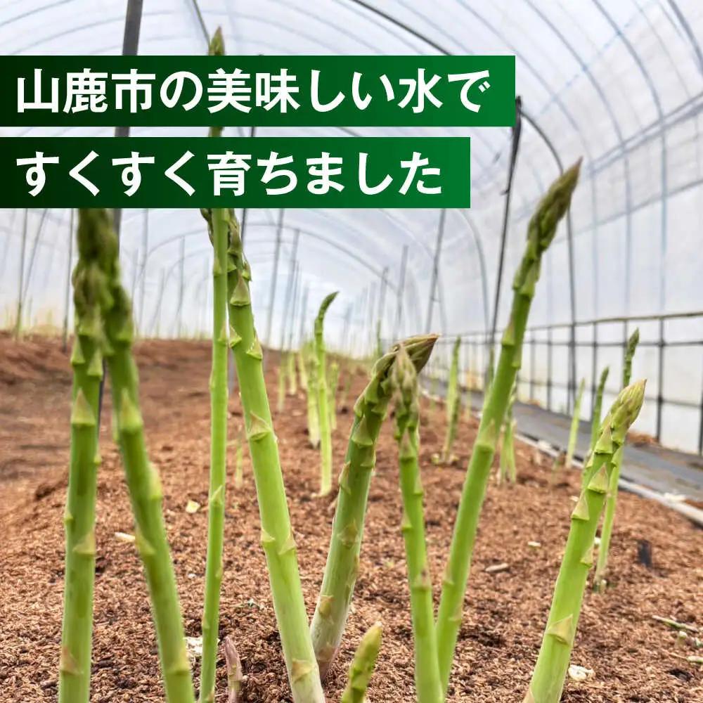 【先行予約】 山鹿市産 いけだ農園のアスパラガス 夏芽(MからLサイズ)　約1kg【いけだ農園】[ZFP001]