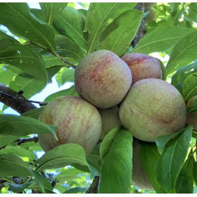 ふるさと納税 南アルプス市 すももソルダム大玉2L~4L　約1.2kg(9〜12玉) |  | 02