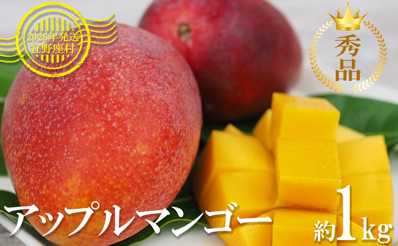 【2025年発送】マンゴーの拠点産地「宜野座村」の秀品アップルマンゴー（約1.5kg） アーウィン 果物 甘い 夏 濃厚 ギフト Mango ランキング 完熟 お気に入り 美味しい 人気 おすすめ 地