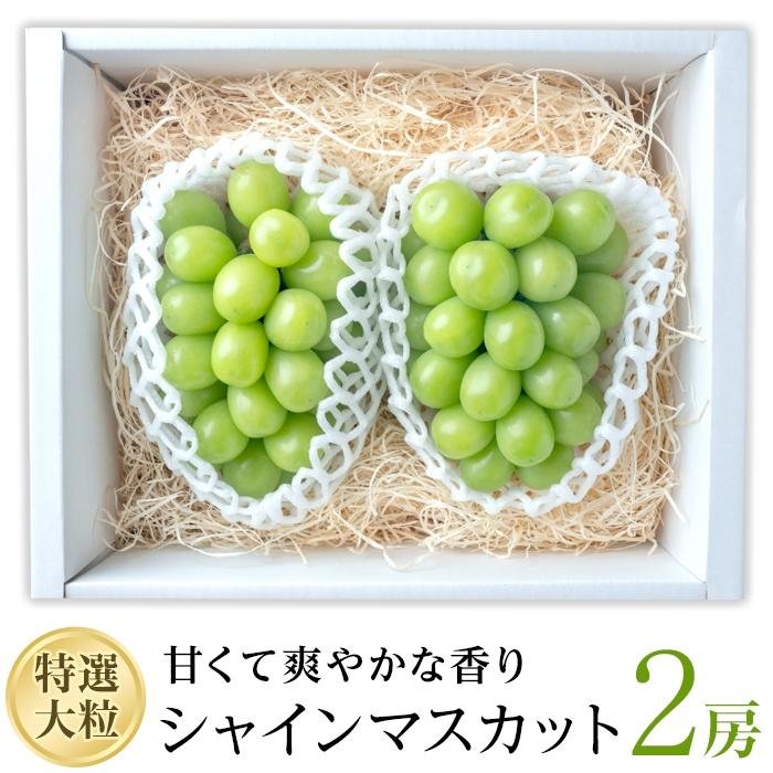 【ふるさと納税】【2025収穫分先行予約】 シャインマスカット 2房 約 1.1kg 新着 人気 予約 フルーツ くだもの マスカット ぶどう 早朝 収穫 朝採れ ギフト 贈答 ※8/20頃～発送予定 ナチュラルファームen