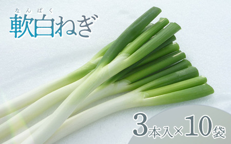 【令和7年12月より発送】　軟白ネギ　1箱（3本入り×10袋） 山形県鶴岡市産　鶴岡協同ファーム