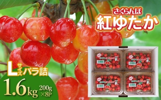 【令和8年産先行予約】 さくらんぼ　紅ゆたか　フードパック　Lサイズ  1.6kg（200g×8P） 山形県鶴岡産　鈴木さくらんぼ園