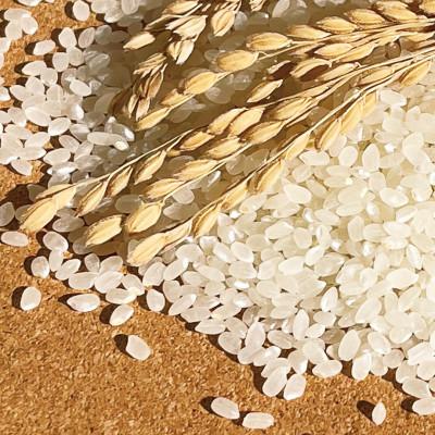 ふるさと納税 北杜市 冷めても美味しい!【令和7年産】こぴっと米【五百川】白米・4kg　特別栽培米 |  | 02