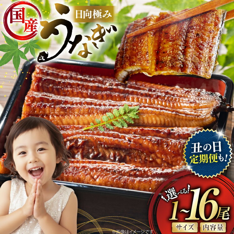 【ふるさと納税】 うなぎ 国産 蒲焼 選べる発送内容 1尾 150g or 2尾 240g 300g or 4尾 480g 定期便 日向極みうなぎ [日向サンパーク 宮崎県 日向市 452061646] 母の日 父の日 土用 丑の日 土用の丑の日 蒲焼き 長焼き ウナギ 鰻 長蒲焼 冷凍 化粧箱入り ギフト 鰻楽 unagi