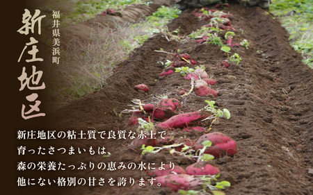 【先行予約】大谷原の熟成さつまいも (5kg 土付き) 約25本【2025年10月下旬以降順次発送予定】【入手困難・数量限定】【サツマイモ 芋 イモ 紅はるか べにはるか 熟成 甘い おいしい 国産 
