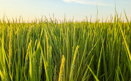 【10月より順次出荷※中旬配送】令和7年産 新潟県 上越市産 新之助 5kg 白米