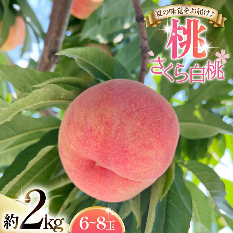 【ふるさと納税】 【期間限定発送】 桃 さくら 白桃 2kg (6〜8玉) [東城農園 山形県 高畠町 tk06ayt370001] もも モモ 果物 くだもの フルーツ 冷蔵