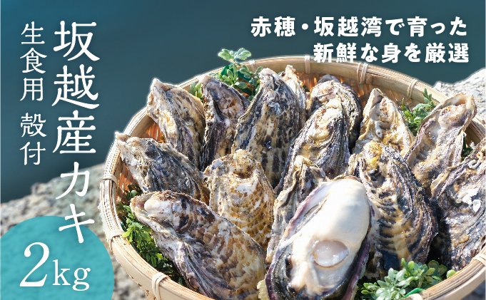 【2025年1月上旬より出荷開始】メディアでも話題の生食用カキ！赤穂・坂越湾で育った新鮮な身を厳選(坂越産カキ 生食用 殻付2kg)[ 牡蠣 冬牡蠣 ] 魚介類 