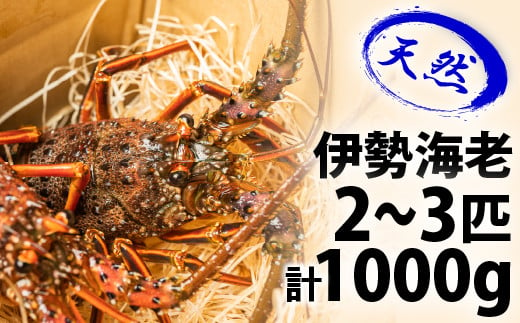 
漁港直送！四万十町産の天然伊勢海老2～3匹（計1000ｇ）Dns-13 海鮮 魚介類 伊勢海老 伊勢エビ いせえび 海老 エビ ギフト 贈答
