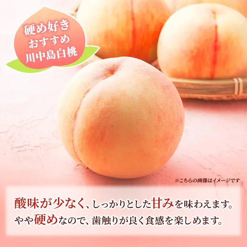 桃 先行予約 浅間水蜜桃 川中島白桃 約5kg 秀品 13～22玉 贈答品 フルーツ 果物 白桃 甘い 冷蔵