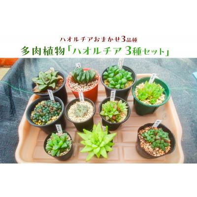 ふるさと納税 南房総市 多肉植物「ハオルチア 3種セット」 mi0034-0002
