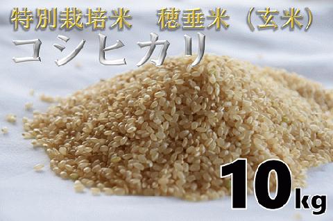 (1264)米　玄米　特別栽培米　穂垂米　「コシヒカリ」　10kg　【令和7年産】