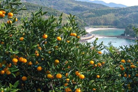 果物 オレンジ みかん ジュース 3種 セット 500ml 計3本 [善果園 長崎県 平戸市 hr42bgy420343]