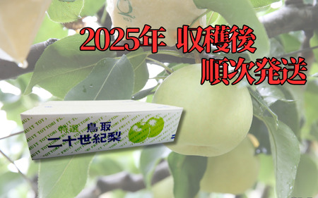 【先行予約】中野農園 梨 ”二十世紀梨” 5kg箱｜鳥取 岩美 梨 なし ナシ【41026】