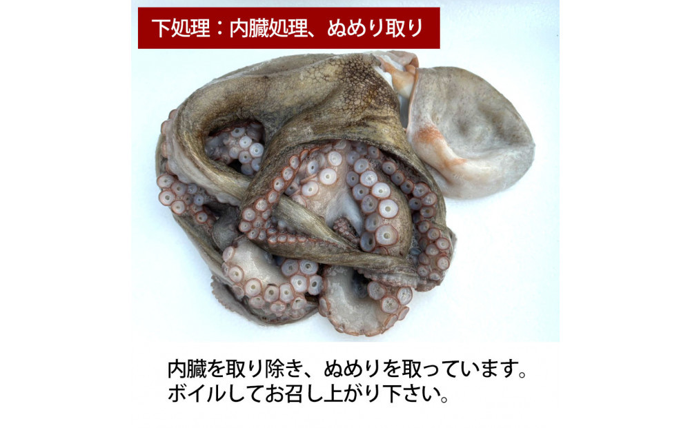 活き締め真たこ1ぱい約1kg　レシピ付き 蛸 生 刺身