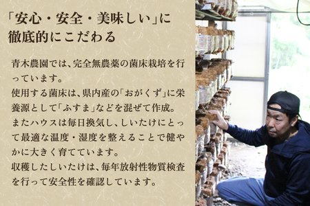 生しいたけ 並サイズ（笠閉じ） 約500g（12～18個）《 11月上旬から順次発送》 品評会で金賞受賞！ きのこ しいたけ 椎茸 特大 食べ応えある大きさ 肉厚で旨味たっぷり！ 加茂市 青木農園