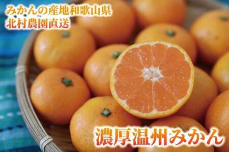 先行予約【2026年11月下旬より発送】濃厚温州みかん贈答用7.5kg（和歌山天田みかん）みかんの産地和歌山　北村農園直送