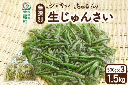 生じゅんさい無選別 1.5kg(500g×3袋)《冷蔵》（2024年5月中旬(収穫後)から7月末、順次発送予定）