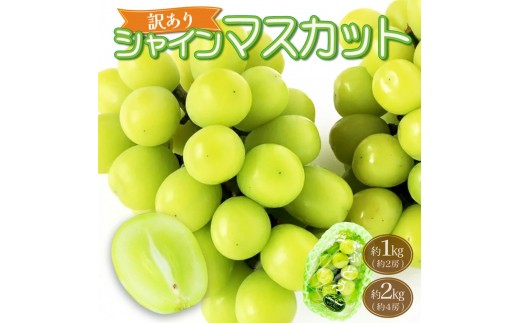 
            KZBSH ＜訳あり＞ シャインマスカット 　約1kg ～ 2kg【KAZUSAN農園】
          