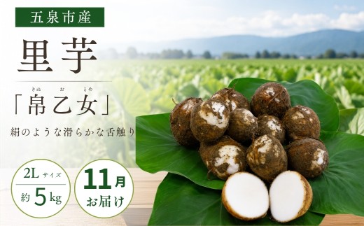 【11月中にお届け】さといも 帛乙女 5kg ( 2L )   | 里芋 サトイモ きぬおとめ 特産 名産 産地直送 贈答 贈り物 ギフト お取り寄せ おすすめ 新潟県 五泉市 五泉市園芸組織連絡協議会