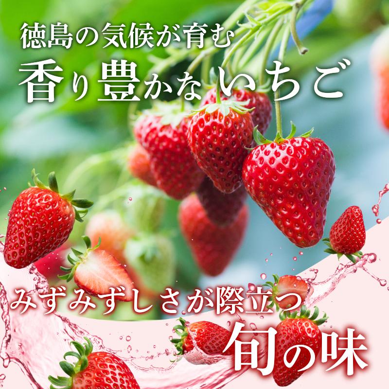 【 先行予約 】 いちご 500g 紅ほっぺ 苺 イチゴ ストロベリー 数量限定 1万円未満 徳島県産 strawberry ichigo itigo 2月上旬より順次出荷 徳島県