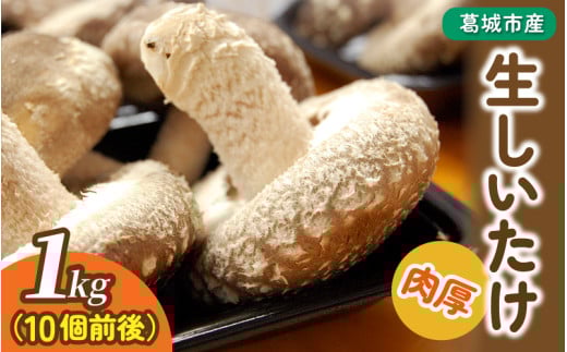 葛城市産生しいたけ（1kg） 椎茸 シイタケ 生 国産 セット 1kg 新鮮 菌床 スライス 奈良県 葛城市【kobo001】