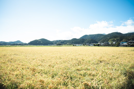 【令和6年産】【自然環境米】鬼北のせせらぎ5kg（鬼北産コシヒカリ） ｜ お米 お米不足 お米品薄 おいしい お米 事業者支援 送料無料 白米 精米 国産 限定 ごはん ご飯 白飯 ゴハン 愛媛県産 