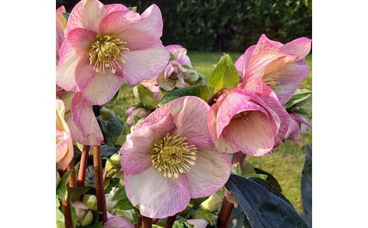 
            クリスマスローズ・氷の薔薇イタリアーノ　ロゼッタ| 花 クリスマス ローズ 冬 氷 薔薇 赤 季節 冬 ガーデニング ガーデン 庭 贈答 プレゼント ギフト 期間限定 伊那市 ふるさと納税【021-45】
          