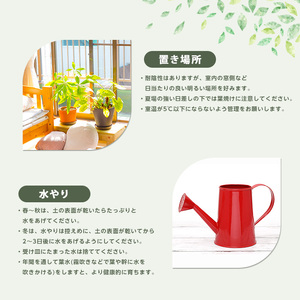 ガジュマル 70cm～90cm 鎌ヶ迫園芸場 016-1389 観葉植物 観葉植物