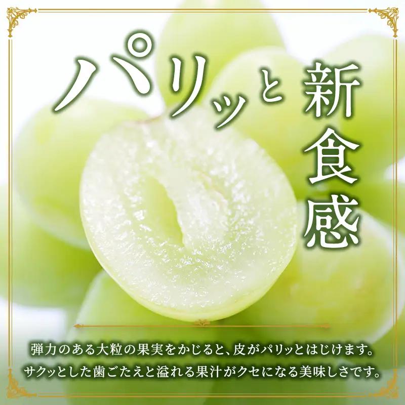 シャインマスカット 訳あり シャインマスカット【1房 約450g】