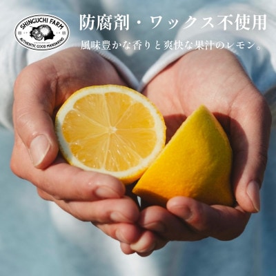 愛媛県産レモン 3kg【防腐剤・ワックス不使用】新口農園【C70−20】【1470687】