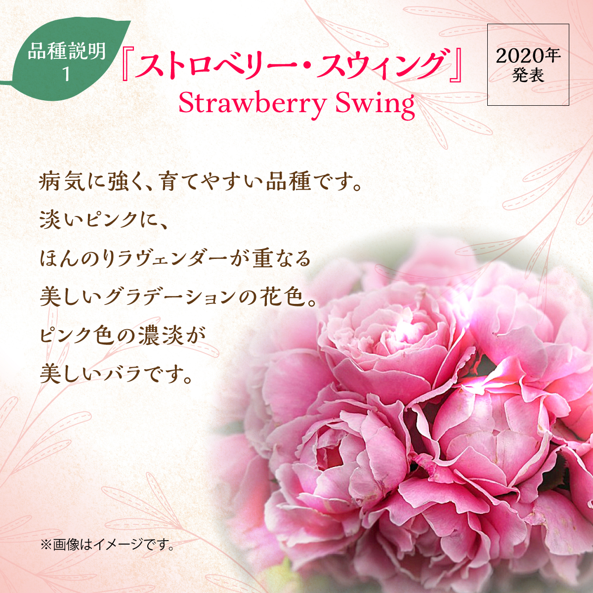【Apple Roses】バラ苗『ストロベリー・スウィング』大苗6号ポット植え HNNH013