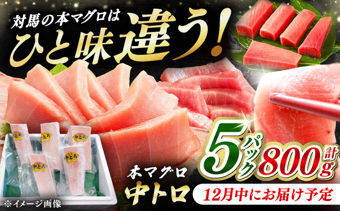 【12月中にお届け】対馬産 養殖 本マグロ 中トロ 800ｇ(5パック)《対馬市》【対海】 マグロ 鮪 まぐろ 本鮪 中とろ [WAH019-12]