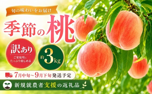 先行受付【訳あり】季節の桃 約3kg 2026年7月中旬～9月下旬発送予定［新規就農者応援コース 幸作会］｜桃 もも 不揃い 規格外 家庭用 傷 先行予約 モモ フルーツ 果物 長野 信州 クール便 冷蔵便  令和8年産［K-24］