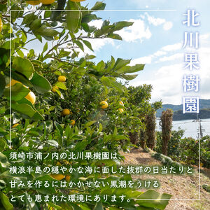 北川果樹園 土佐文旦 訳あり10kg 文旦
