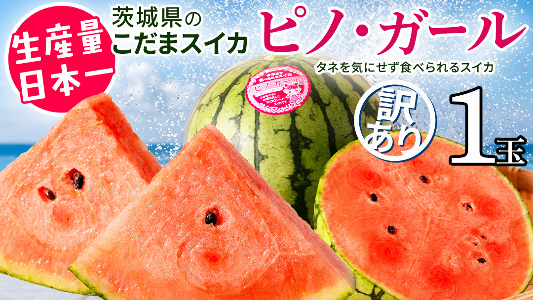 《 2027年 収穫分 》 訳あり タネが気にならない 小玉スイカ ピノ・ガール 1玉 先行予約 国産 KEK 小玉 スイカ すいか 小玉すいか こだますいか ピノガール 国産 西瓜 フルーツ 果物 