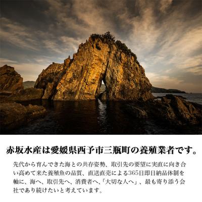 ふるさと納税 西予市 <津本式の血抜き×白寿真鯛 セミドレス 1尾(約1.5kg)>　尾頭付き　ギフト　愛媛　三瓶　お祝い |  | 03